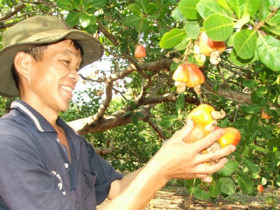 Cashew industry exports more than US$31 billion over the past 30 years