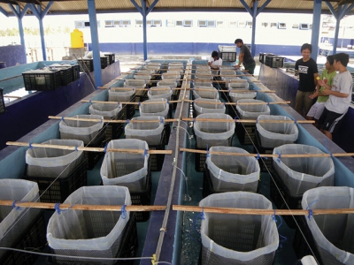 Phú Yên - Lobster farming in an inland pond with RAS technology