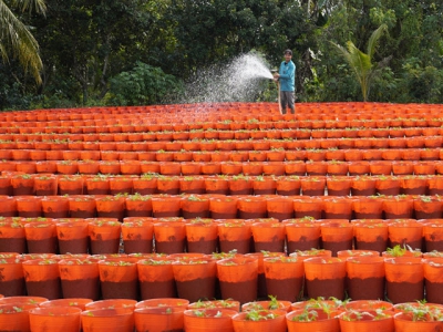 Mekong flower farmers lessen Tet yield, brace for pandemic slump