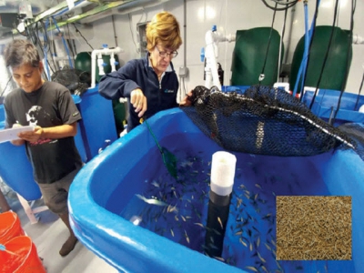 Thức ăn từ vi tảo - Cải thiện tăng trưởng cá rô phi