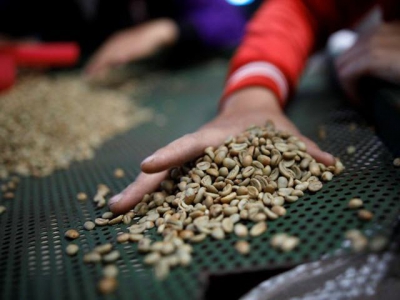 Vietnam coffee market subdued ahead of main harvest in upcoming weeks