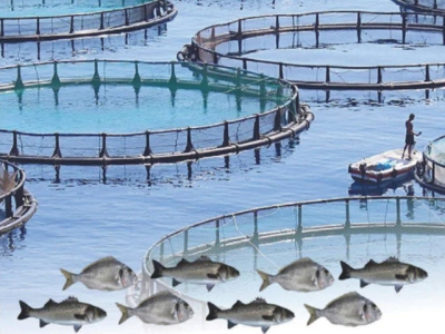 A Guide to Acceptable Procedures Practices for Aquaculture Fisheries Research - Part 2