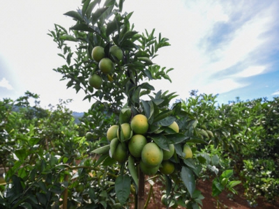 Citrus trees need planning