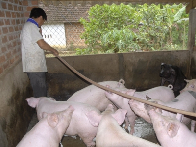 Pork prices fluctuate constantly