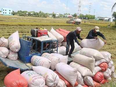 Rice export price highest in the past two months