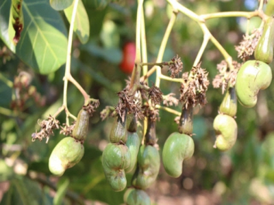 Turning cashew leaves into organic fertilizer