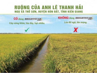 Giải pháp chống đổ ngã tối ưu, an toàn cho đất và cây trồng