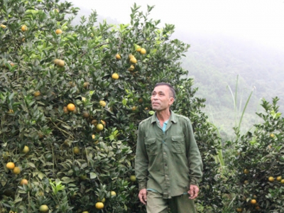 Cao Phong orange specialized farming area builds consumption scenarios