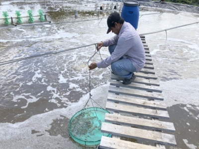 Rush the shrimp farming in preparation for the year-end market