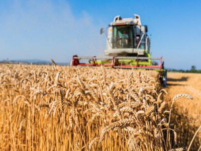 Giá lúa mì Canada sẽ tăng cao trong năm 2022?
