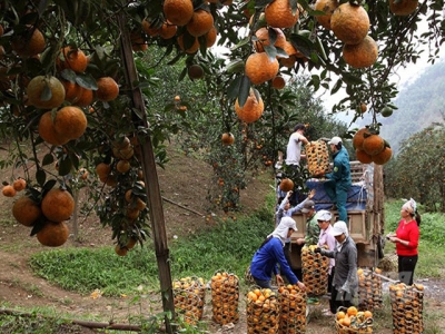 Ha Giang orange is smoothly consumed and sold at good price