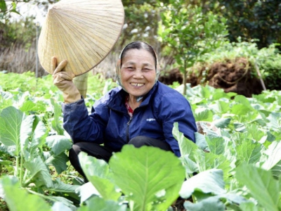 Organic agriculture development - Hanois experience