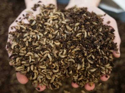 How can the aquafeed industry make the most of insect-based ingredients?