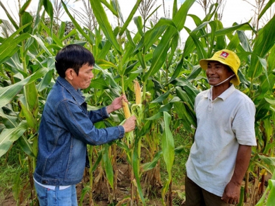 Biomass corn brings stable income for farmers