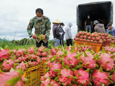 New hope for Binh Thuan dragon fruit