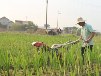 Phân bón hữu cơ mang lại hiệu quả cao trong sản xuất hoa lay ơn