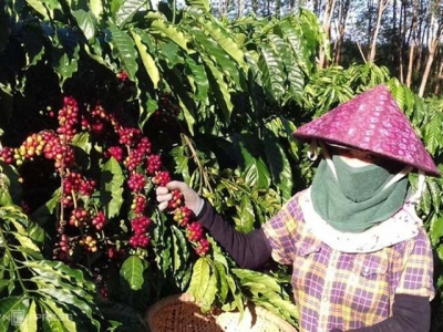 Central Highlands faces coffee picker shortage amid Covid travel woes