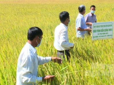 South-central coastal, Central Highlands regions gain bumper harvest of summer-autumn rice