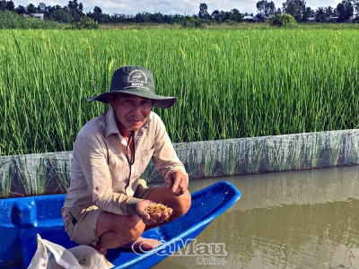 Bổ sung thức ăn cho tôm từ lúa mộng