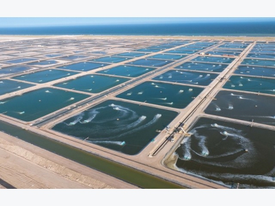Oman khởi động dự án trang trại nuôi tôm công suất 3.700 tấn/năm