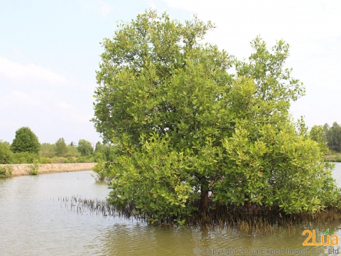 Avicennia Trees In Southern Vietnam