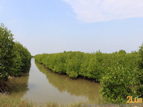 Organic Shrimp Farming in Vietnam