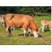 Ba biện pháp kỹ thuật nâng cao khả năng sinh sản ở bò cái
