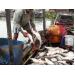 Tìm nguyên nhân khiến 200 tấn cá bè chết, thiệt hại 10 tỷ đồng