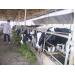 Những lưu ý khi làm chuồng nuôi cho bò sữa