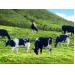 Phú Yên cấp giấy chứng nhận đầu tư dự án Chăn nuôi bò thịt và bò sữa