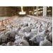 5 ways to improve broiler feed efficiency beyond nutrition