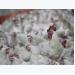 Planning and regulating breeder flock size