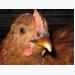 Avian flu spreading across Europe, Asia and Africa