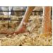How excess protein robs broiler profitability