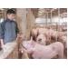 Lợn sạch nhờ nuôi theo công nghệ vi sinh