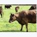 Diseases of Cattle: Grass tetany