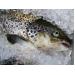 Fishmeal-free Atlantic salmon feed formulation shows promise