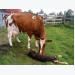 Diseases of Cattle: Leptospirosis