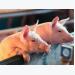 BIOMIN opens piglet, broiler nutrition research center