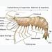 Chemical and physical factors that affect the biological growth of shrimp