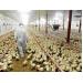Veterinarians key for poultry’s big issues?