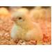 7 additives to replace antibiotics in US broiler feeds