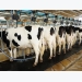 Elanco shifts focus on dairy research to address diseases, animal health
