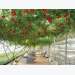Độc, lạ cây cà chua bạch tuộc trồng cực dễ đem lại năng suất cực cao