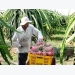Fruit, veggie exports set record of US$3.45 billion