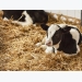 Barley and corn silage may offer performance boost to young calves