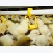 Research shows enzymes improve energy release for broilers