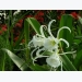 Cây bạch trinh biển nở hoa 'sáng trắng' được trồng để hút khí độc cho sân vườn