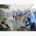 Vietnam’s cashew industry turns to Cambodia