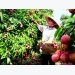 Vietnam becomes supply hub with record agricultural exports